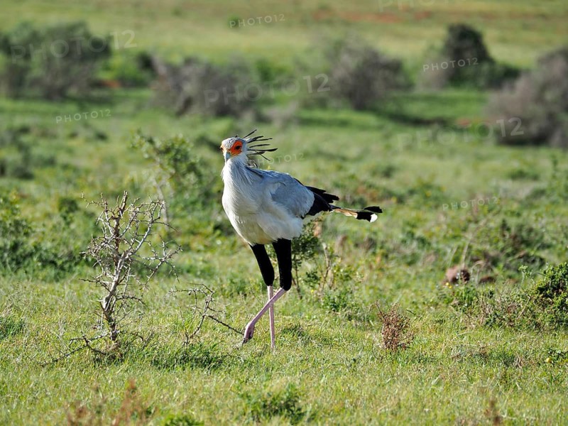 Secretary (Sagittarius serpentarius)