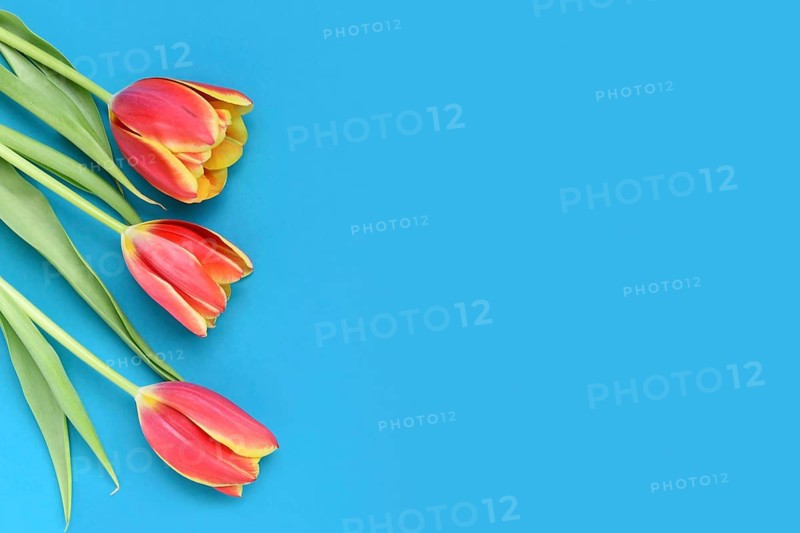 Dark pink tulip flowers with yellow tips on blue background. Floral spring background with copy space