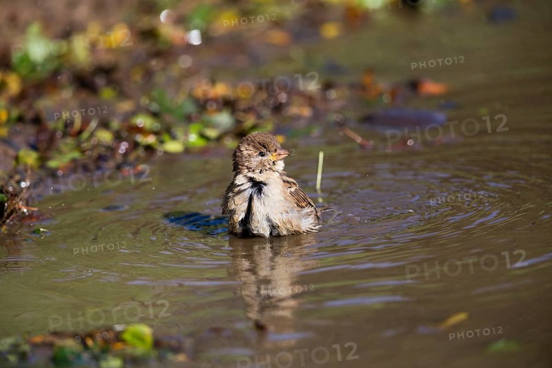 House Sparrow (Passer domesticus), adult female, bathing in a puddle, Hesse, Germany