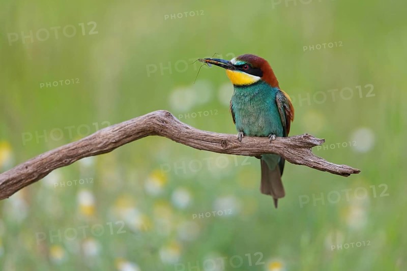 Bee-eater, (Merops apiaster), perch, individual, wild flowers, Tiszaalp-r, Kiskuns-gi National Park, B-cs-Kiskun, Hungary