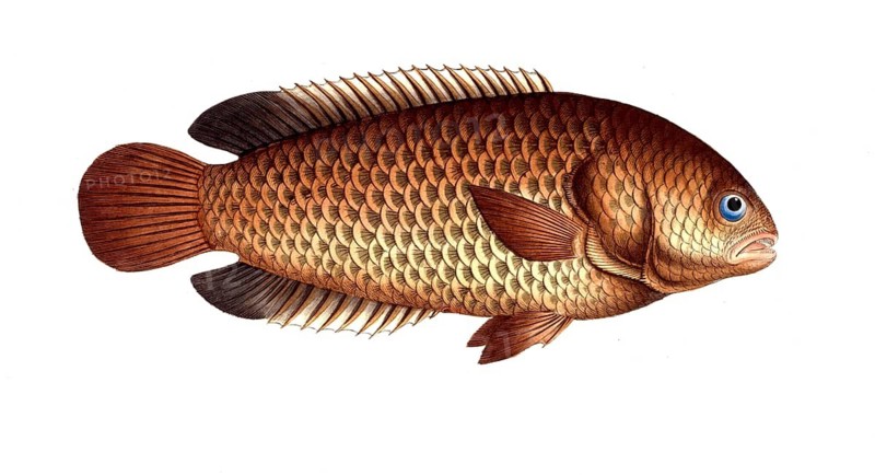 Fish, Fish, Tortoise-fish, Genus of bannerfish, Anthias testudineus, Climbing fish, Tortoise-fish, Historical, digitally restored reproduction from a 19th century original, Record date not stated