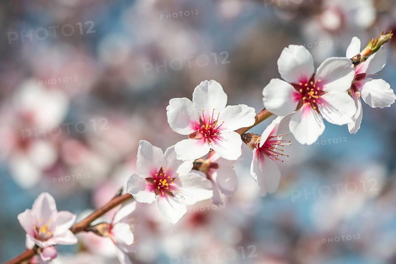 Almond blossom (Prunus dulcis), Rhineland-Palatinate, Germany