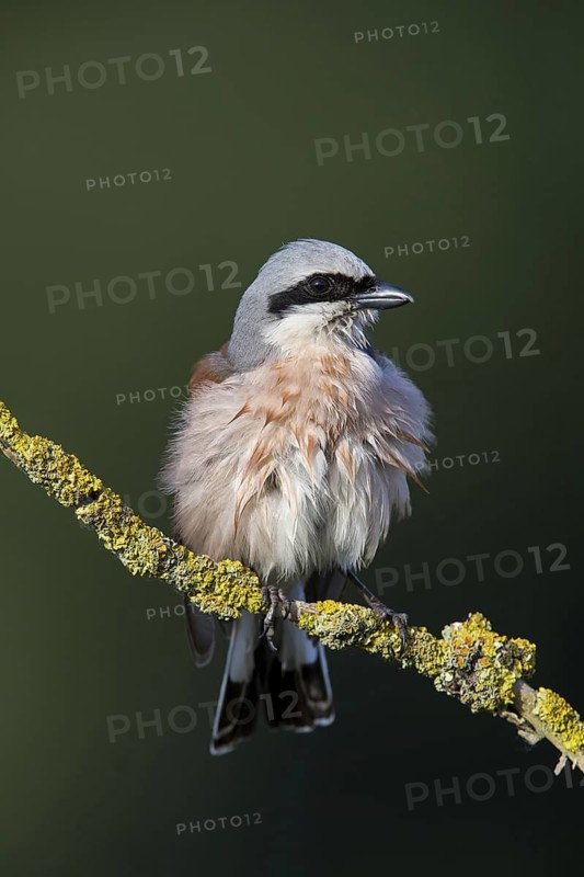 Red-backed shrike (Lanius collurio), animals, birds, shrike family, on a perch, Worms district, Rhineland-Palatinate, Federal Republic of Germany