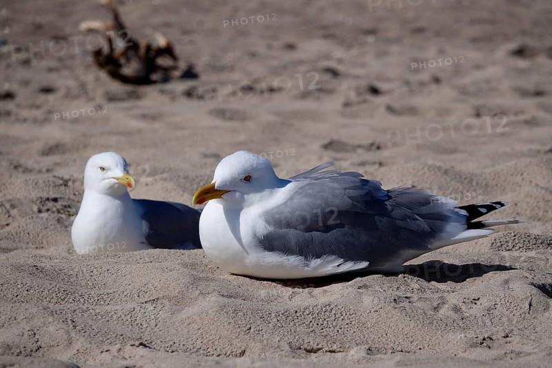Seagulls on the beach of the Baltic Sea, Mecklenburg-Vorpommern, Germany