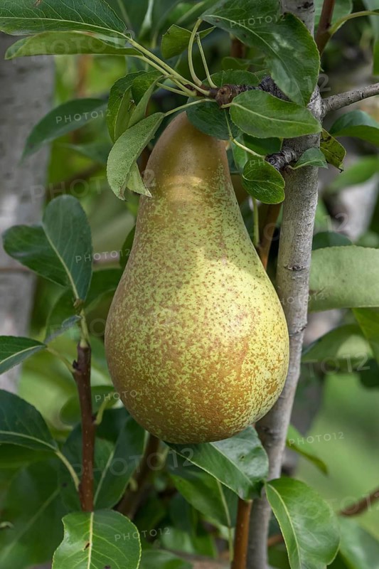 Pear (Pyrus communis 'Abate Fetel'), Bundessorteamt, Germany