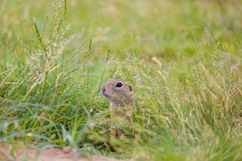A European ground squirrel (Spermophilus citellus) or European souslik sits in green gras, looking for food