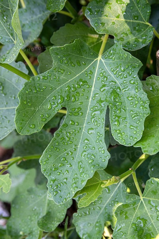 Common fig (Ficus carica FIROMA),  Germany
