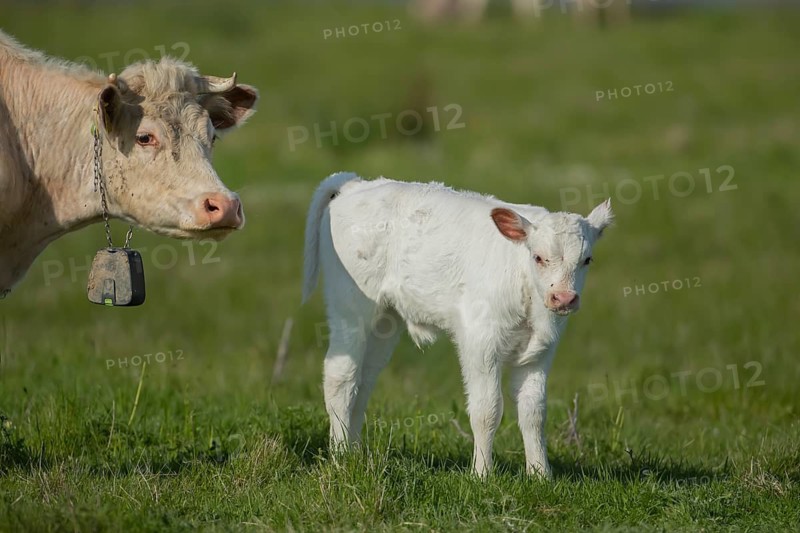 Domestic cattle or cow (Bos taurus) adult mother and juvenile baby calf farm animals in a grass field in summer, England, United Kingdom