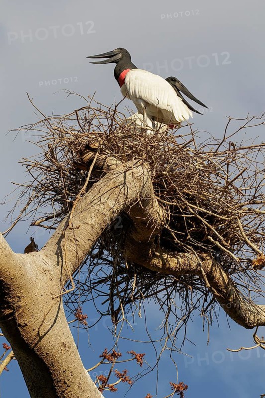 Jabiru (Jabiru mycteria) perched on a branch in the Pantanal region of Brazil