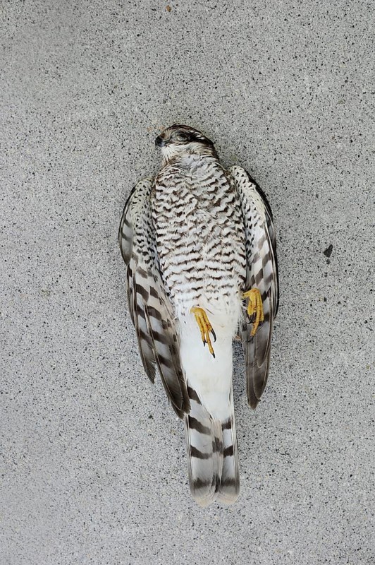 Eurasian sparrowhawk (Accipiter nisus), dead male, North Rhine-Westphalia, Germany