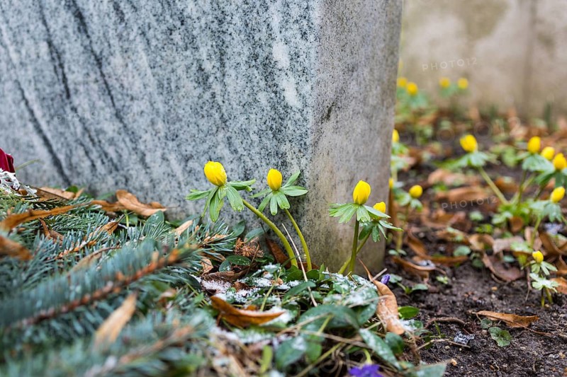 Winter aconite in bloom (Eranthis hyemalis) on a gravestone, Riesa Cemetery, Saxony, Germany