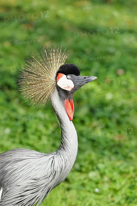 Crowned Crane (Balearica pavonina), portrait, captive, Hesse, Germany