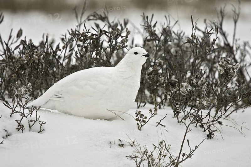 Willow Ptarmigan (Lagopus lagopus), Manitoba, Canada