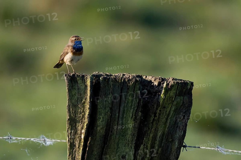 A bluethroat (Luscinia svecica) sitting on an old fence post in the wild, Meerbruchwiesen, Steinhuder Meer, Lower Saxony, Germany