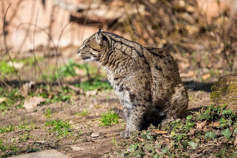 Fishing cat (Prionailurus viverrinus) at the shore of a lake on a sunny day, captive, Germany