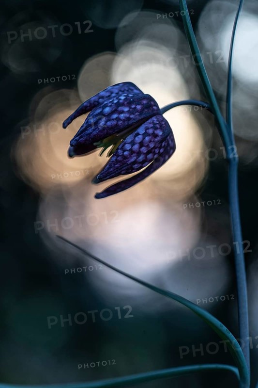 Snake's Head Fritillary (Fritillaria meleagris), Emsland, Lower Saxony, Germany