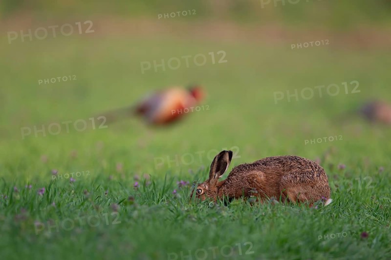European brown hare (Lepus europaeus) adult animal feeding in a farmland cereal field in spring, England, United Kingdom