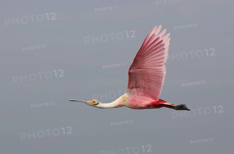 Roseate Spoonbill (Platalea ajaja) flying, Texas, USA
