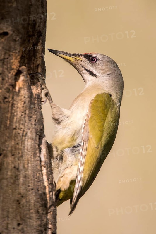 Grey-headed Woodpecker (Picus canus) male perched at tree, Romania