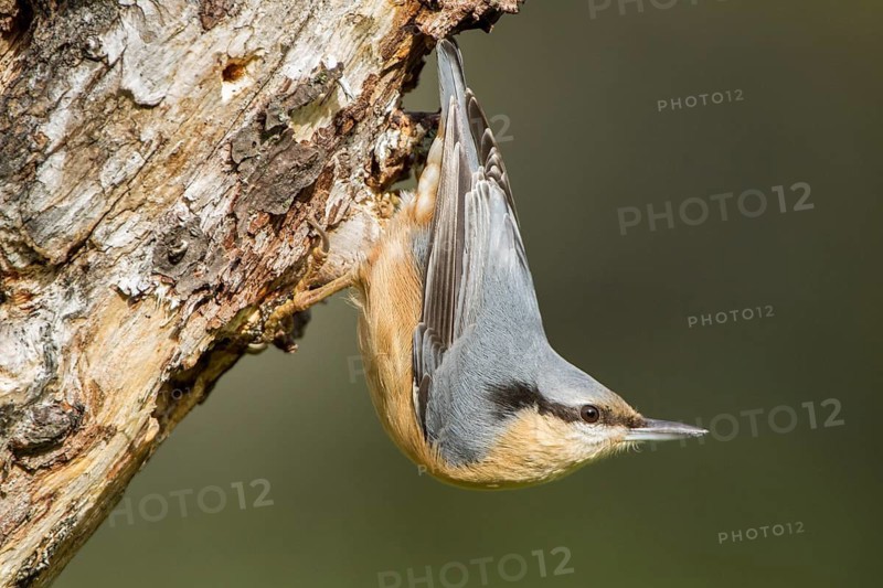 Eurasian Nuthatch (Sitta europaea), perched on a tree, Castilla Leon, Spain