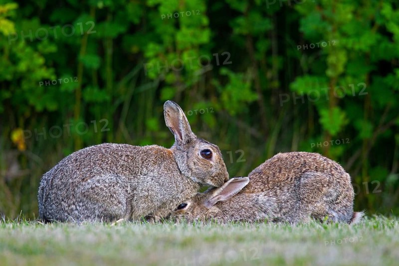 European rabbit, common rabbits (Oryctolagus cuniculus) pair grooming each other in grassland in summer