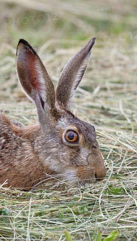 European hare (Lepus europaeus) on a mown meadow, Wilnsdorf, Germany, animal portrait, North Rhine-Westphalia, Germany
