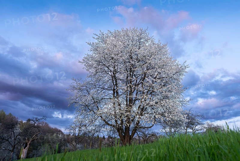 A white blossoming fruit tree in a meadow in spring, in the background more trees and forest. Blue sky, after sunset, some coloured clouds in the sky. Low shooting position. Small Odenwald, Rhine-Neckar district, Baden-Württemberg, Germany