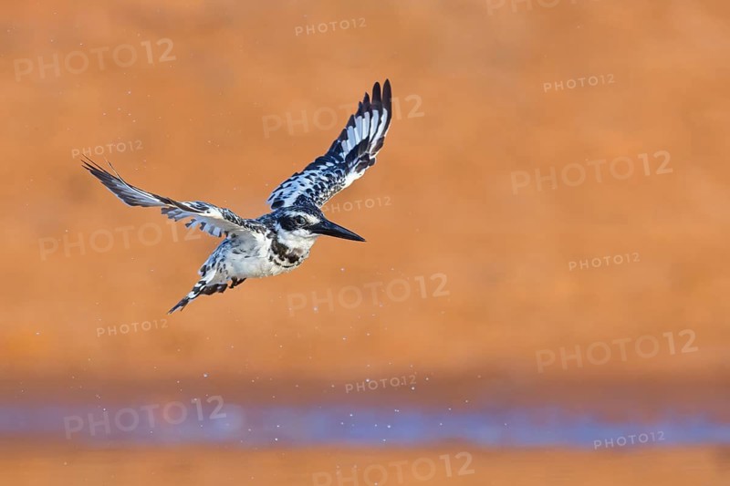Pied kingfisher (Ceryle rudis), Alcyon pie, MartÌn Pescador PÌo, Marakissa River Camp Marakissa, South Bank, Gambia