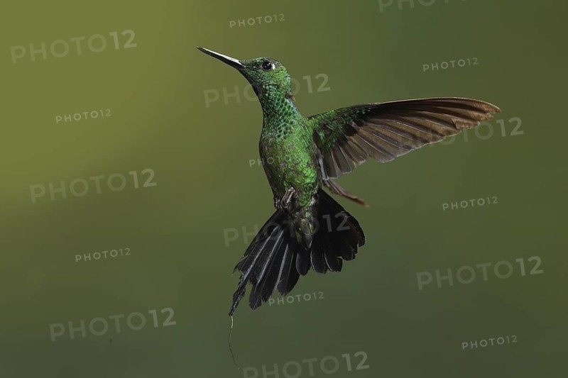 Green-crowned Brilliant (Heliodoxa jacula) female flying, Bosque de Paz, Costa Rica