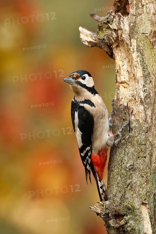 Great Spotted Woodpecker (Dendrocopos major), Germany