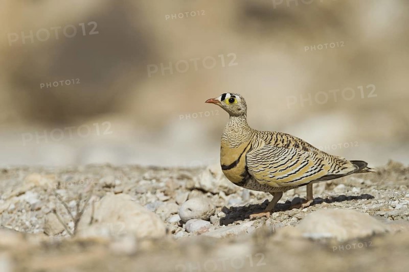 Lichtenstein's Sandgrouse (Pterocles lichtensteinii), Oman