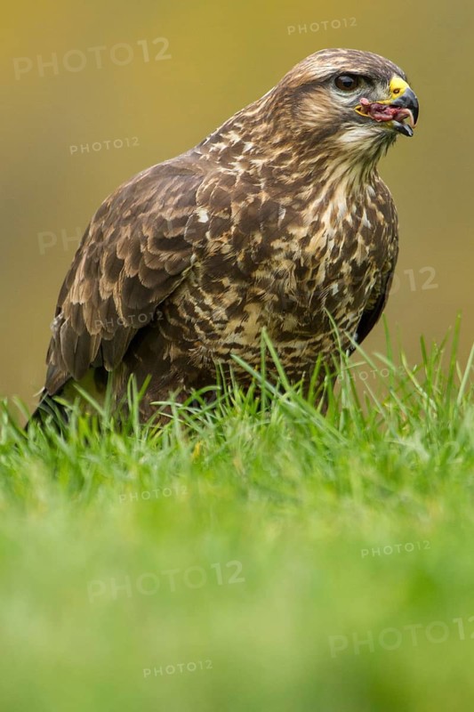 Common Buzzard (buteo buteo) Cremenes, Castilla Leon, Spain