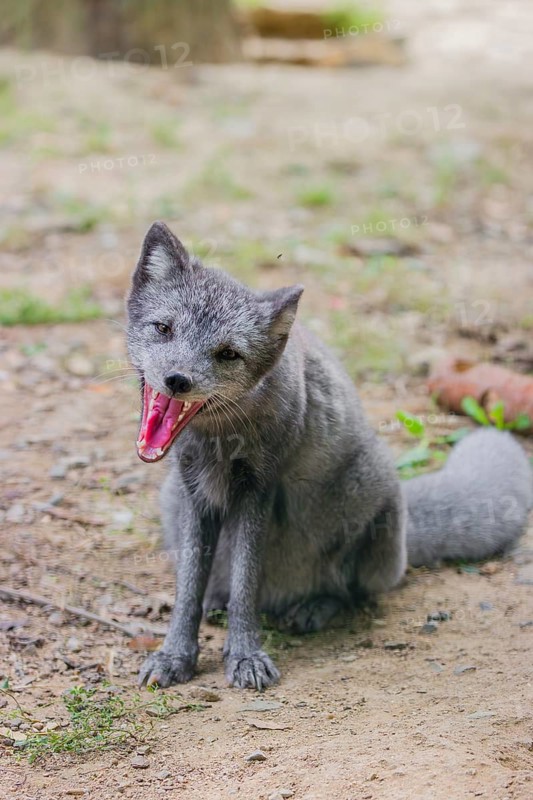 Portrait of a young arctic fox (Vulpes lagopus), (white fox, polar fox, or snow fox) that sits on dry ground, yawning