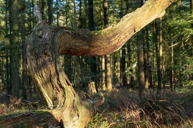 Old withered, crooked branch of an oak tree in the Wildeshauser Geest nature park Park, Emstek, Oldenburg, Lower Saxony, Germany