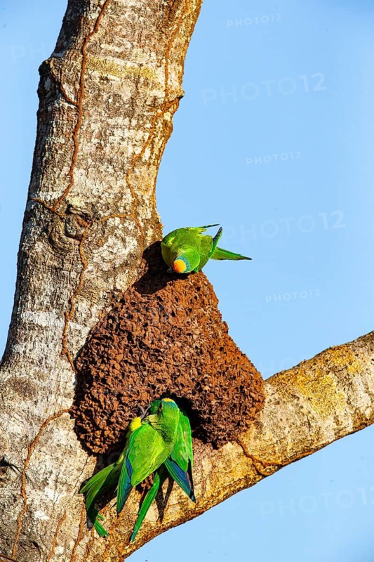 Peach-fronted conure (Aratinga aurea) Pantanal Brazil