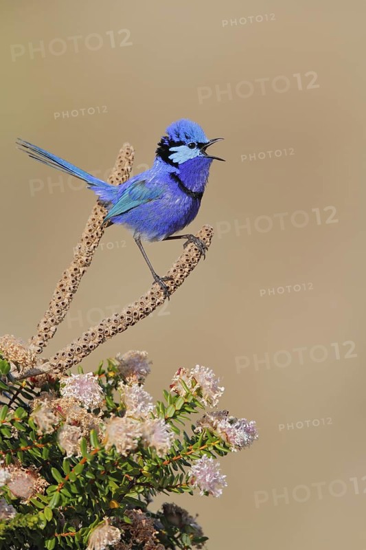 Splendid Fairywren (Malurus splendens) male singing, Western Australia, Australia
