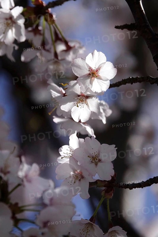 Tree blossom in spring, Germany