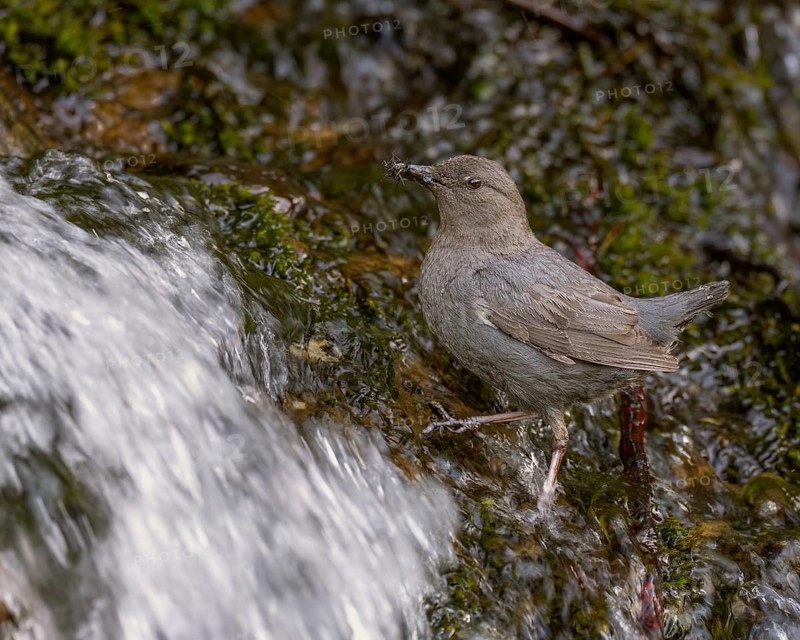 An adult American Dipper standing in a stream of water bringing aquatic invertebrates to nestlings behind a waterfall