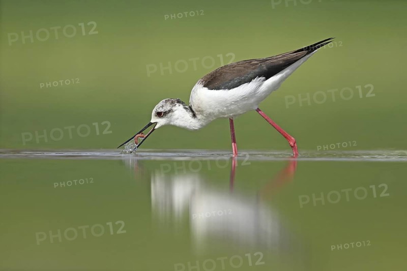 Black-winged Stilt (Himantopus himantopus), Zurich, Switzerland