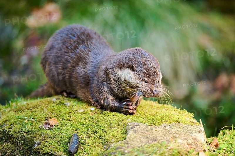 Eurasian otter (Lutra lutra) eating a fish on a rock in the bavarian forest, Bavaria, Germany