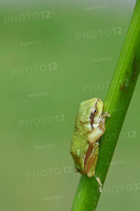European tree frog (Hyla arborea) sitting on a branch in its natural environment, Lake Neusiedl National Park, Burgenland, Austria
