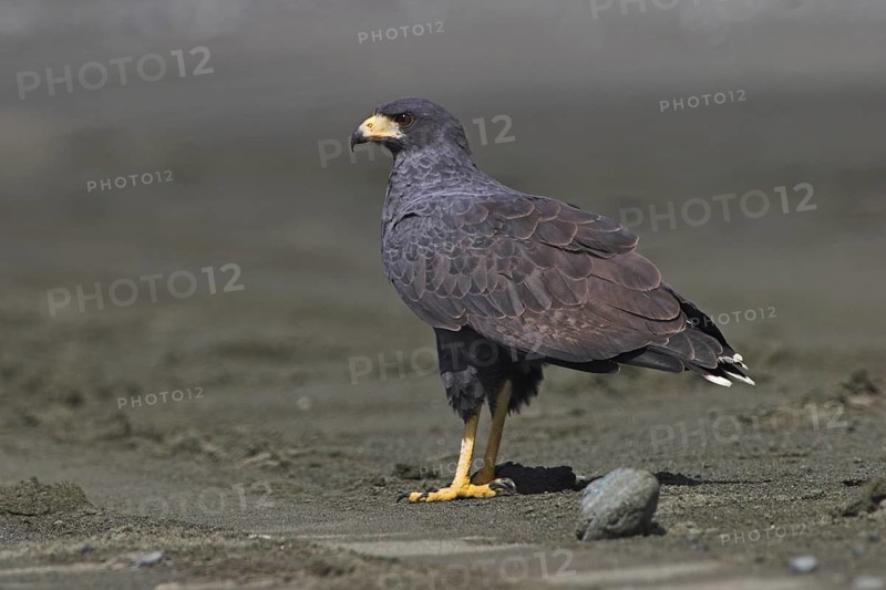 Short-tailed Hawk (Buteo brachyurus), Costa Rica