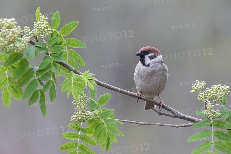 Eurasian Tree Sparrow (Passer montanus) perched on a branch, Lower Saxony, Germany