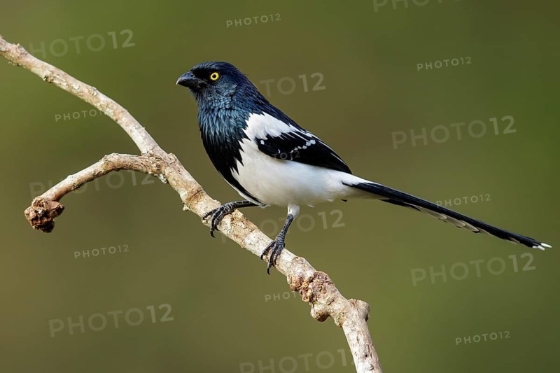 Magpie Tanager (Cissopis leverianus) perched on a branch in the Atlantic Rainforest Region of Brazil