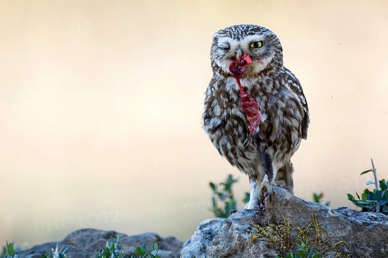 Little Owl (Athene noctua) feeding on mouse prey, Andalusia, Spain