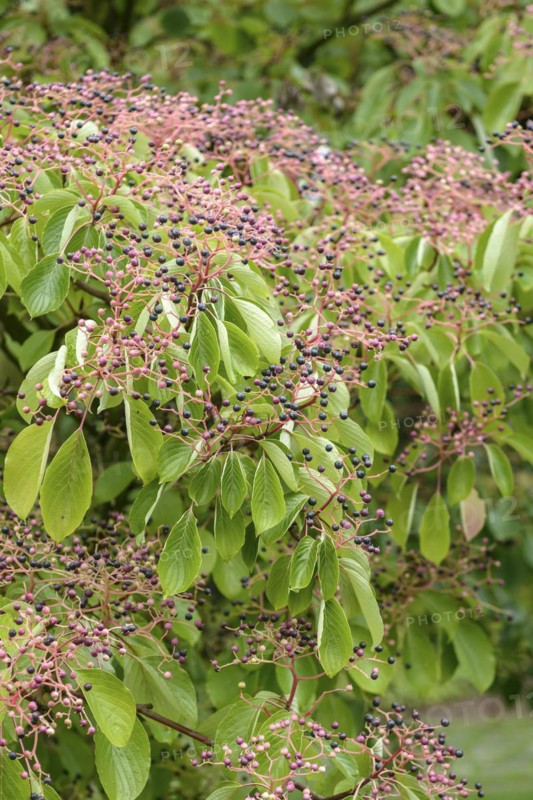 Pagoda dogwood (Cornus controversa), Dortmund, North Rhine-Westphalia, Germany