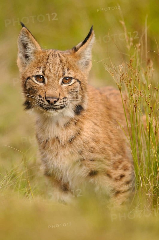 A curious little lynx in grassy surroundings, attentively observing, Carpathian lynx (Lynx lynx carpathicus), Bavarian Forest National Park, Bavaria