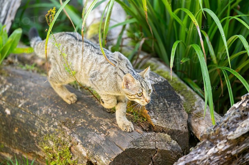 European wildcat (Felis silvestris silvestris) on an old tree trunk, Hesse, Germany