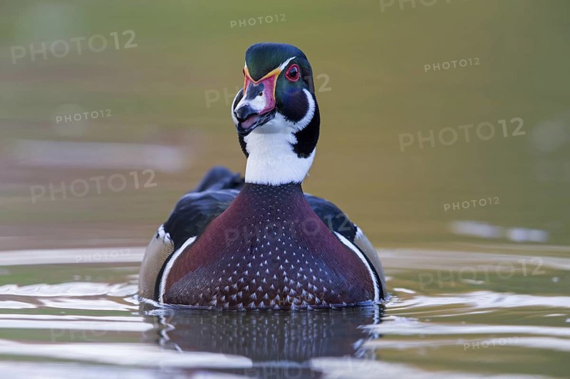 Bream duck, (Aix sponsa), animals, birds, duck birds, swims in water, Luisenpark, Mannheim, Baden-Württemberg, Federal Republic of Germany