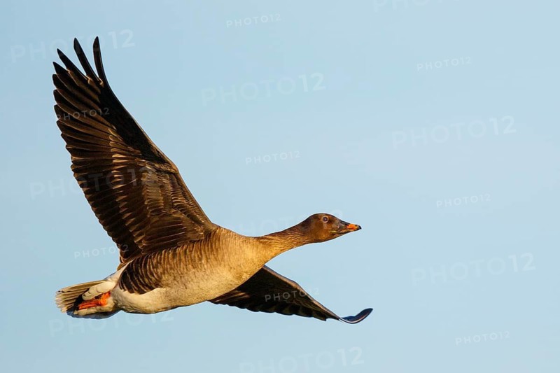 Taiga Bean Goose (Anser fabalis) flying, North Rhine-Westphalia, Germany